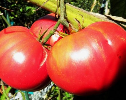 Características y descripción de la variedad de tomate Giant Red, su rendimiento
