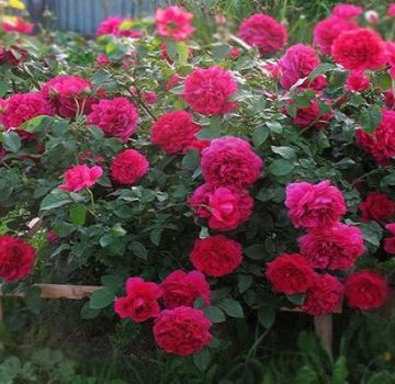 Descriptions and characteristics of the best new rose varieties for 2020