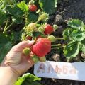 Beskrivning och egenskaper hos jordgubbar av Alba-sorten, reproduktion och odling