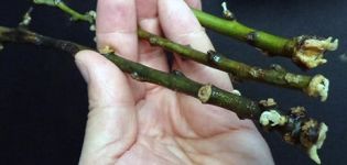 Как правилно да размножавате круша със зелени резници и други методи през лятото и пролетта