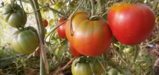 Egenskaper och beskrivning av tomatsorten Cosmonaut Volkov, dess utbyte