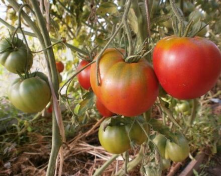 Charakteristika a opis odrody paradajok Cosmonaut Volkov, jej výnos
