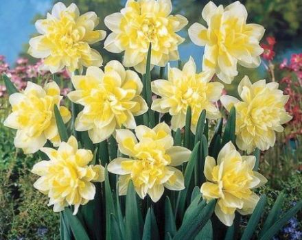 Description and characteristics of daffodils Irene Copeland, planting and care scheme