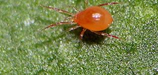 Hogyan lehet megszabadulni a pók atkákról az uborkán, alapvető ellenőrzési intézkedések