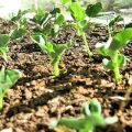 Kaip auginti ir prižiūrėti žirnius naudojant šiuolaikines technologijas