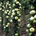Опис и карактеристике сорте јабуковача Малукха, садња и нега
