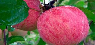 Beskrivning av äpplesorten Baltika, odlingsregioner och sjukdomsresistens