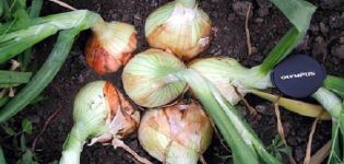 Descrizione, coltivazione e cura della cipolla ibrida Candy onion