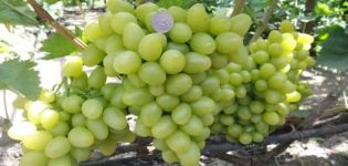 Beschrijving en kenmerken van de druivensoort Nastya, voor- en nadelen, teeltregels