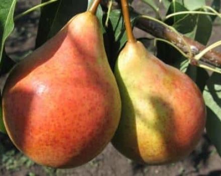 Beskrivelse og egenskaber ved pæresorter hertuginde (Williams), dyrkning og pleje