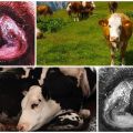 Sintomi e biologia dello sviluppo della telaziosi nei bovini, trattamento e prevenzione