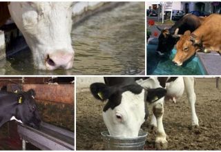Kiek karvės per dieną paprastai geria vanduo ir koks yra skysčio vaidmuo, ar įmanoma peršalti?