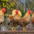 أوصاف أفضل 45 سلالة دجاج للتربية المنزلية ، وهي وكيفية الاختيار