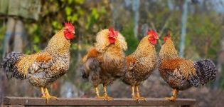 Beskrivningar av de 45 bästa kycklingraserna för hemavel, vilka är och hur man väljer
