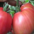 Características y descripción de la variedad de tomate Pink Spam
