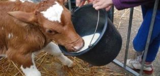How to quickly train a calf to drink without a finger out of a bucket, the best methods and tips