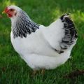 Опис и карактеристике првомајске пасмине кокоши, одржавање и нега