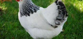Beskrivning och egenskaper för majsdagsrasen av kycklingar, underhåll och vård