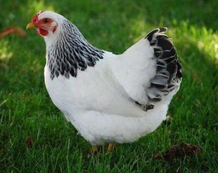 Opis i karakteristike prvomajske pasmine kokoši, održavanje i njega