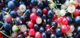 Vilka vinbär är hälsosammare för människor - röd eller svart, där det finns fler vitaminer