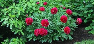 Characteristics and description of Kansas peony varieties, planting and care rules