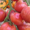 Charakterystyka i opis odmiany pomidora Babushkin Secret i jej plon