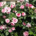 Les meilleures variétés de rosiers de parc, la plantation et l'entretien extérieur pour les débutants