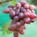 Opis i karakteristike sorte grožđa Ataman, povijest i pravila uzgoja