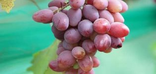Descripción y características de la variedad de uva Ataman, historia y reglas de cultivo.