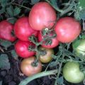 Beskrivning av Pink Angel tomatsorten, funktioner för odling och vård