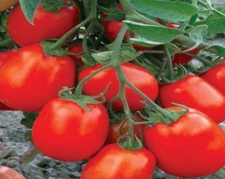 Beskrivning av tomatsorten Maryushka, funktioner för odling och vård
