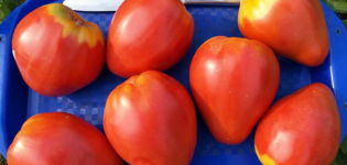 Egenskaper och beskrivning av tomatsorten Buffalo Heart, dess utbyte