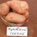 Beschrijving van het aardappelras Zhukovsky vroeg, kenmerken van teelt en verzorging