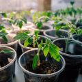Hur man väljer en lyckosam dag för att plantera tomater