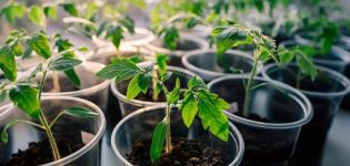 Hur man väljer en lyckosam dag för att plantera tomater