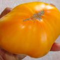 Siperian King-tomaattilajikkeen ominaisuudet ja kuvaus, sen sato