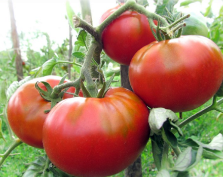 Kenmerken en beschrijving van de frambozenvlezige tomaat, de opbrengst