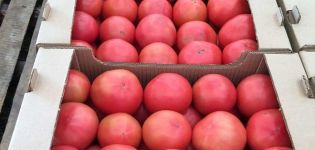Beschrijving van de variëteit van tomaat Cetus roze, zijn kenmerken en productiviteit
