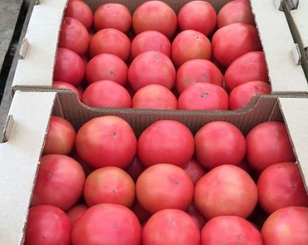Opis odrody paradajok Cetus pink, jeho vlastnosti a produktivita