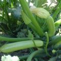 Beskrivning av de mest produktiva sorterna zucchini för öppen mark