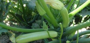 Beschreibung der produktivsten Zucchini-Sorten für offenes Gelände