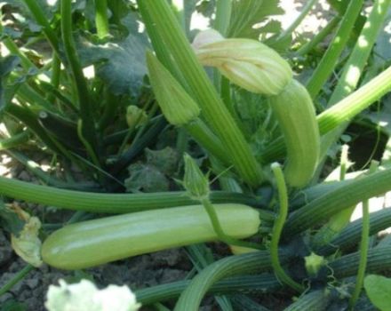 Description of the most productive varieties of zucchini for open ground