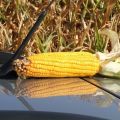 Koks yra vidutinis derlius iš 1 hektaro kukurūzų?