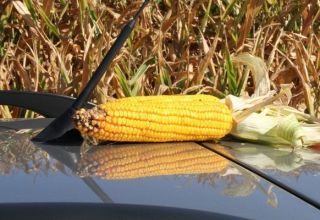 Колики је просечан принос кукуруза од 1 хектара?