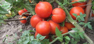 Caratteristiche e descrizione della varietà di pomodoro Yamal, la sua resa