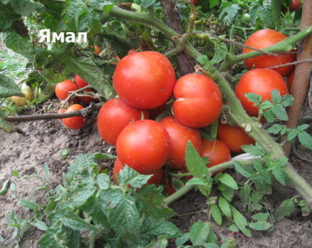 Kenmerken en beschrijving van de Yamal-tomatenvariëteit, de opbrengst