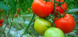 Kenmerken en beschrijving van de tomatenvariëteit Demidov, de opbrengst