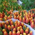 Beschrijving en kenmerken van de beste en nieuwe soorten tulpen