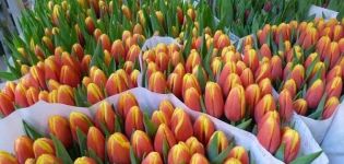 Descripción y características de las mejores y nuevas variedades de tulipanes.