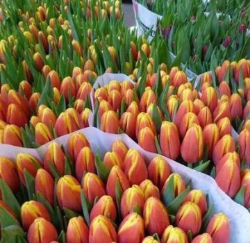 Descripción y características de las mejores y nuevas variedades de tulipanes.